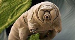 water bear Meme Template