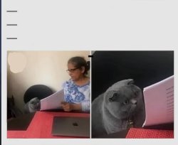 Confused cat looking to an exam Meme Template