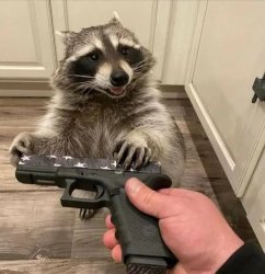 racoon gun find peanut Meme Template