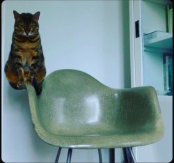 Cat on edge of chair Meme Template