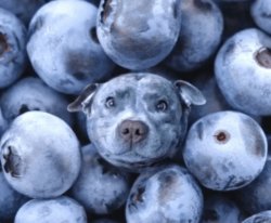 Blueberry Dog Meme Template