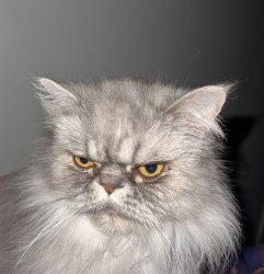 Angry Cat Meme Template