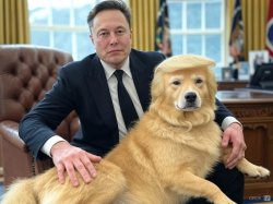 Elon Musk cuddles his pet lap dog Trump Meme Template