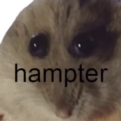 HAMPTER Meme Template