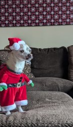 Christmas Chihuahua Meme Template