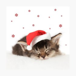 Kitten in a Santa Hat Meme Template