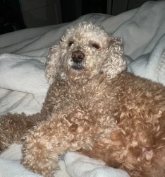 morning poodle Meme Template