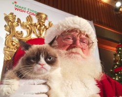 Santa grumpy cat christmas Meme Template