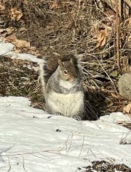 Hungry squirrel Meme Template