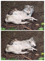 Wolf ignoring her little siblings sleeping on her Meme Template