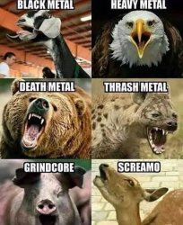 animal metal Meme Template