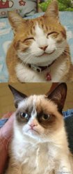 Nice vs grumpy cat Meme Template