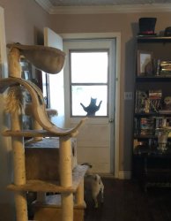 Cat Wants to Come In Meme Template