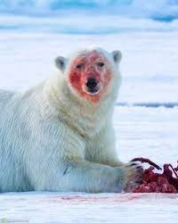 polar bear feed Meme Template