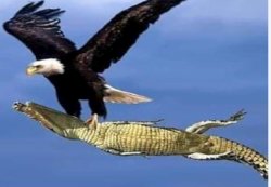 Eagle carrying gator Meme Template