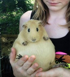 Pregnant guinea pig Meme Template