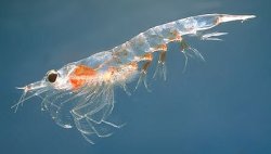 krill Meme Template