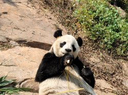 Breakfast panda Meme Template