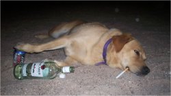 Drunk dog cigarette liquor rum TOP JPP Meme Template