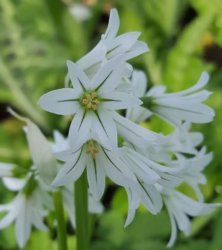 Three-cornered Leek Meme Template