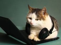 call center cat Meme Template