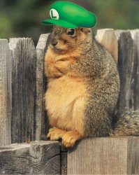 Squirrel Luigi hat Meme Template