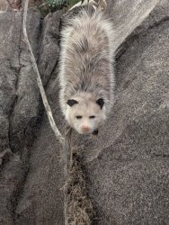 Judgemental Possum Meme Template