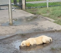 Puppy in a puddle Meme Template