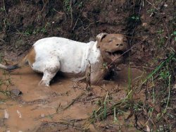 Happy dog in mud Meme Template