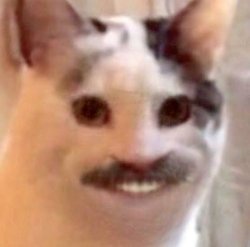 Funny cat with moustache Meme Template