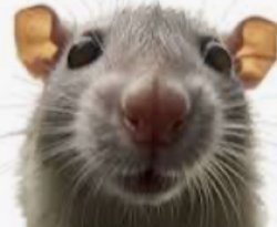 Mylan the rat Meme Template