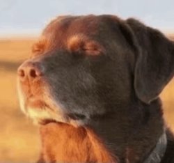 Dog with closed eyes Meme Template