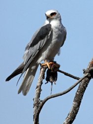 White tailed hawk Meme Template