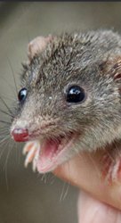 wait what antechinus Meme Template