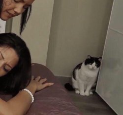 Cat Watching Girls Meme Template