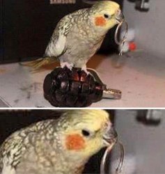 Grenade Parrot Meme Template