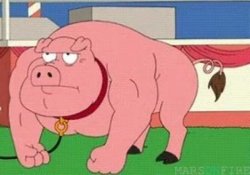 Muscle pig Meme Template