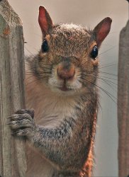 squirrel Meme Template