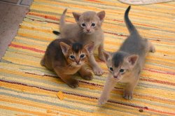 Abyssinian kittens Meme Template