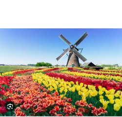Dutch windmill Meme Template