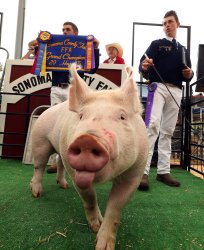 Prize winning Hog Pig State Fair Meme Template