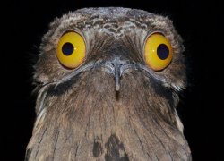Traumatized Potoo Meme Template