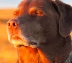 Dog Taking Sun with Closed Eyes Meme Template