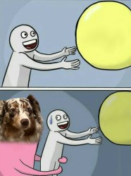 LAIKA the bear Balloon Meme Template