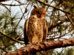 Great horned owl, I saw today. Story later... Meme Template