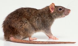 Rat Meme Template