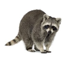 Raccoon Meme Template