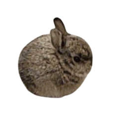 smol bun Meme Template