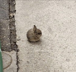 smol bun Meme Template