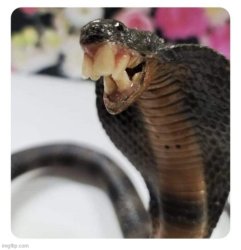 wierd sbake Meme Template